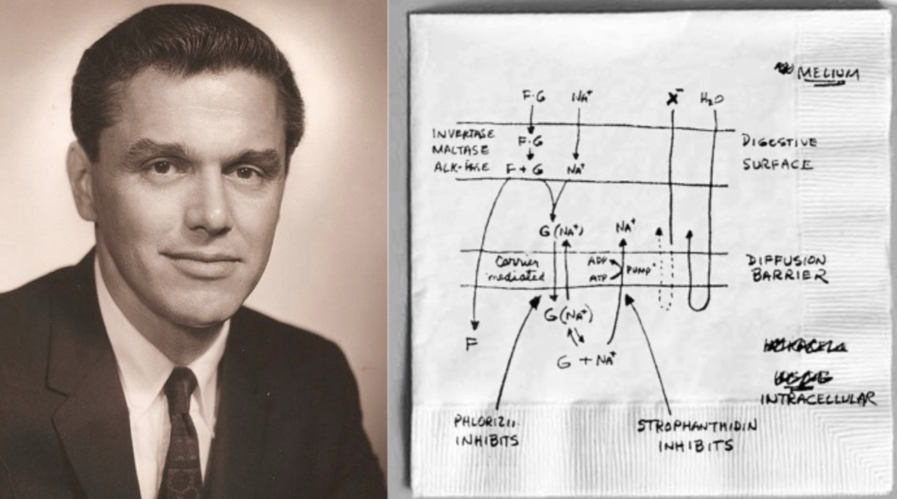 Concept sketch of sodium and glucose moving across small intestine cells